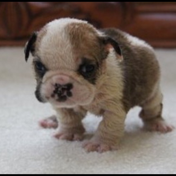 Meet your Posher, Timothy - Picture 1 of 1